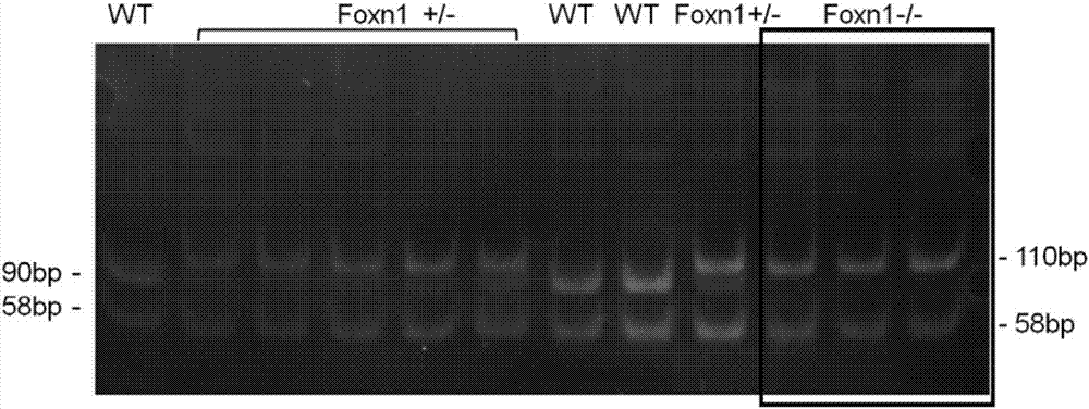 Immunodeciency mouse model, preparation method and application thereof