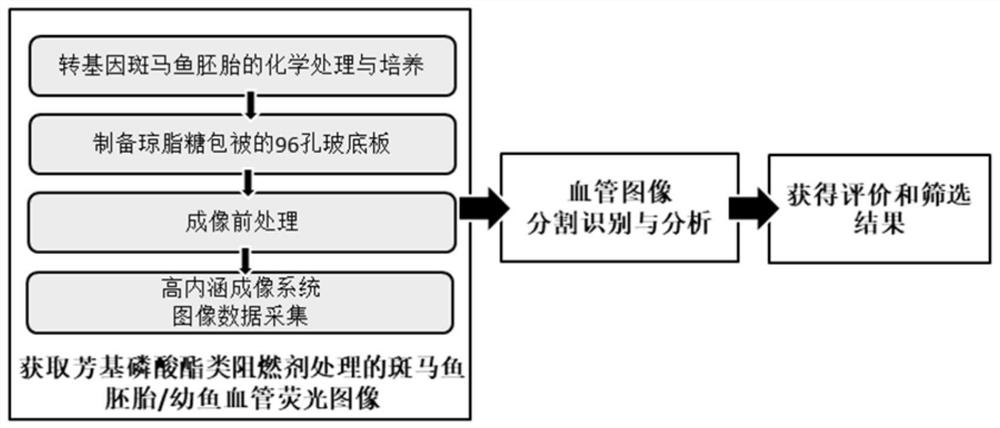 Evaluation method of vascular toxicity of aryl phosphate flame retardants based on high-content imaging system