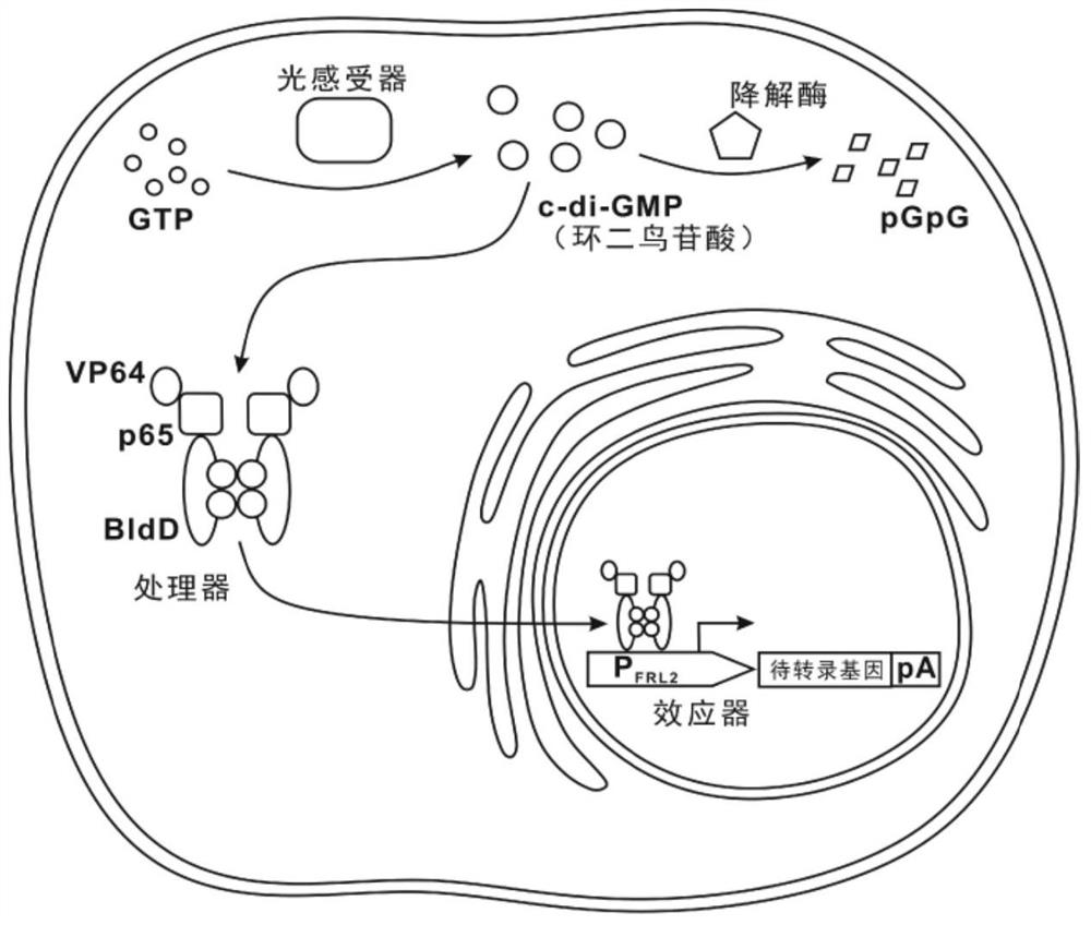 Application of a far-red light gene circuit expression control system in the treatment of diabetes