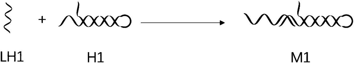 Magnetic fluorescent copolymer nano probe taking DNA (deoxyribonucleic acid) as template and application