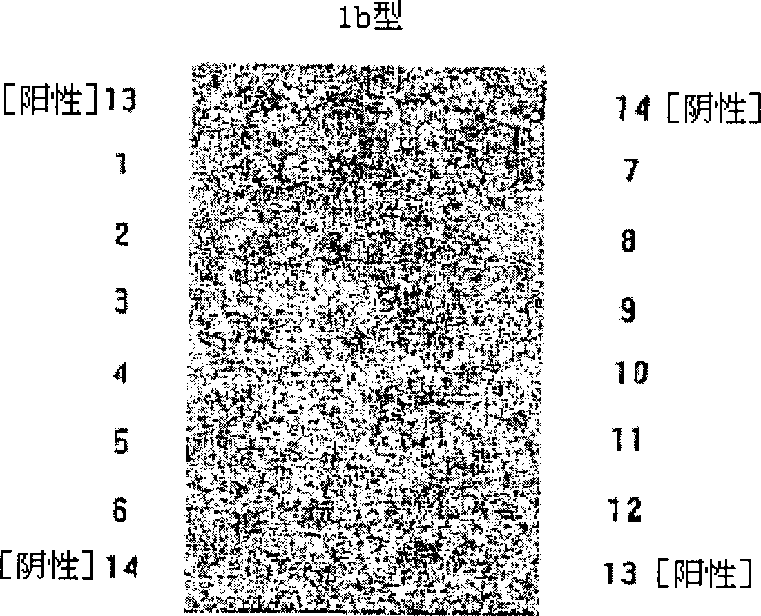 Oligonucleotides chip composition for analyzing HCV gene type and its detecting method