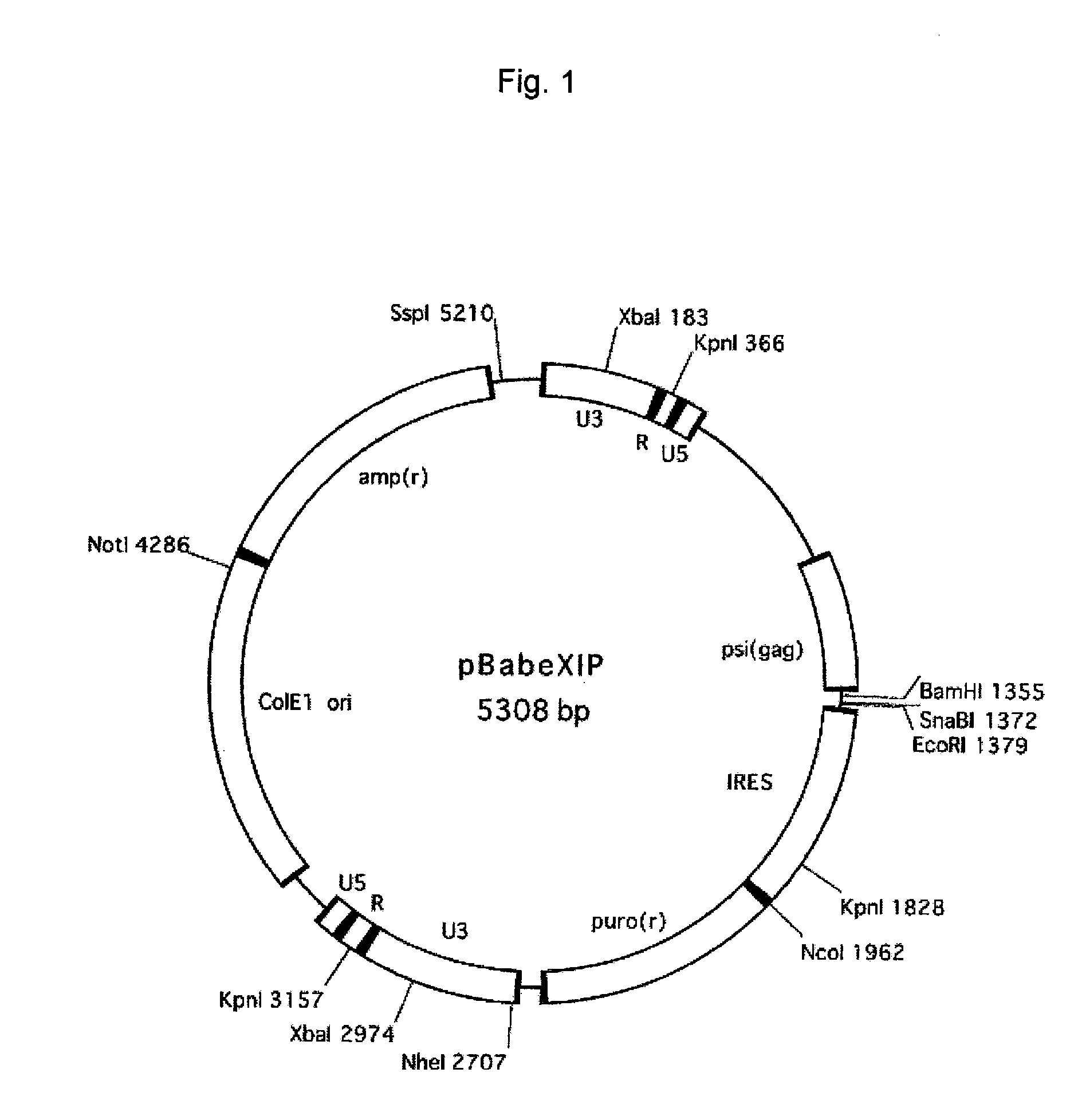 Herg channel-expressing cell