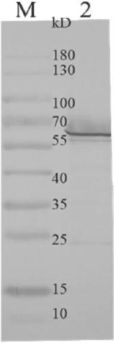 Feline calicivirus monoclonal antibody and application thereof