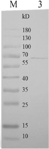 Feline calicivirus monoclonal antibody and application thereof