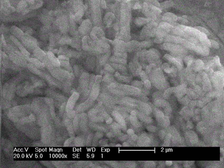 Mesoporous molecular sieve/phosphoramide composite material and preparation method thereof