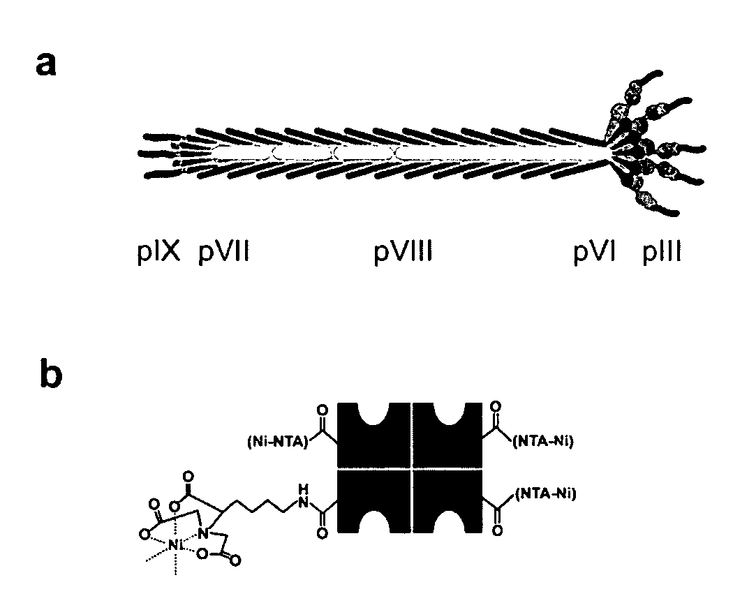 Multifunctional biomaterials as scaffolds for electronic, optical, magnetic, semiconducting, and biotechnological applications