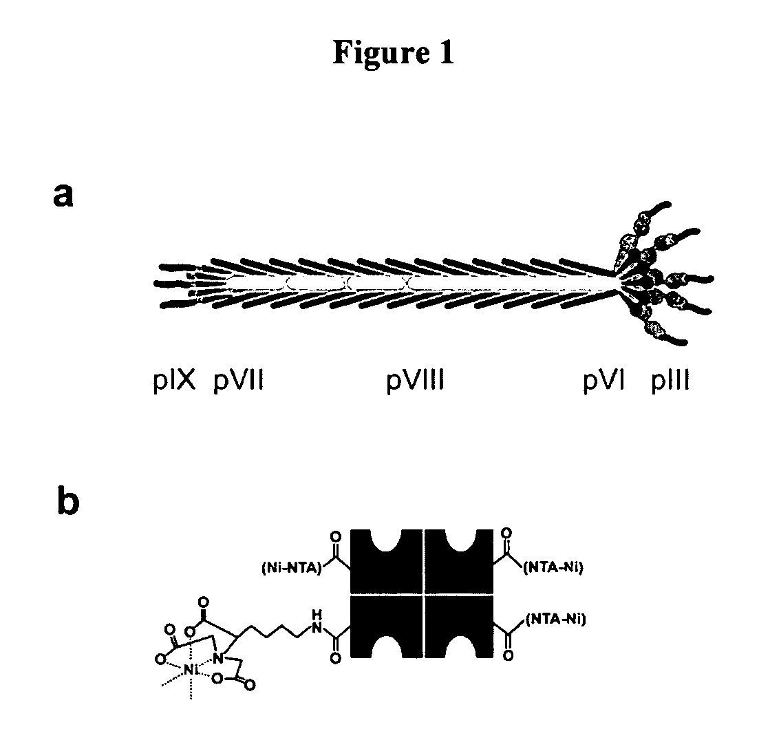 Multifunctional biomaterials as scaffolds for electronic, optical, magnetic, semiconducting, and biotechnological applications