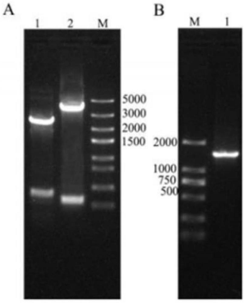 Celine parvovirus-like particle as well as preparation method and application thereof