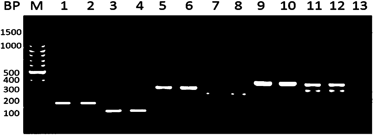 Product and method for detecting clinic common pathogenic bacteria in blood culture bottle