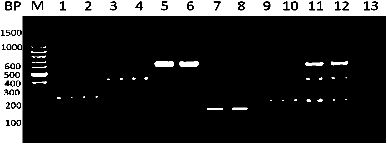 Product and method for detecting clinic common pathogenic bacteria in blood culture bottle