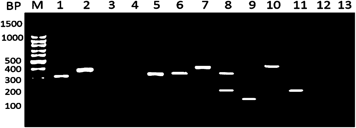 Product and method for detecting clinic common pathogenic bacteria in blood culture bottle