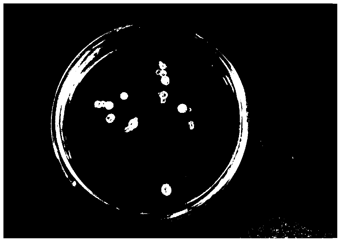 Clostridium beijerinckii for producing butanol from xylose and its application