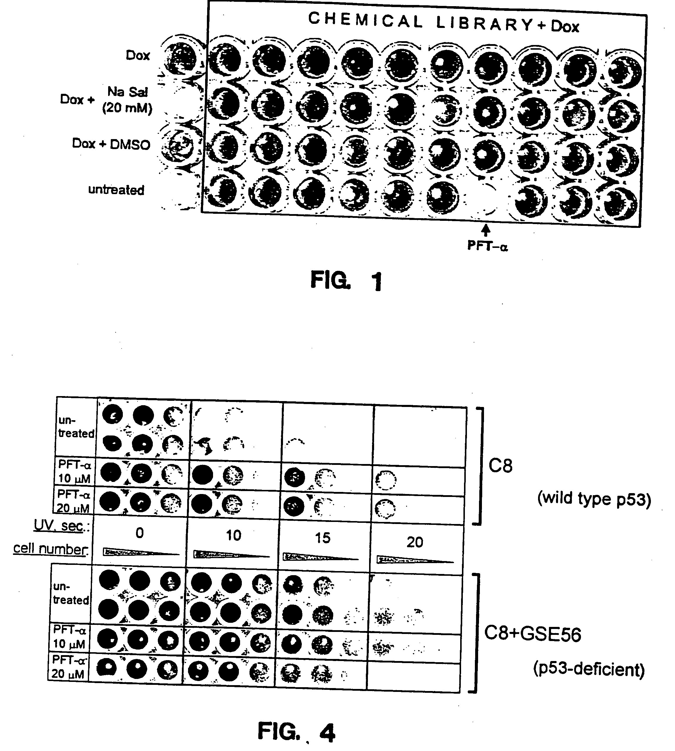 p53 Inhibitors and therapeutic use of the same