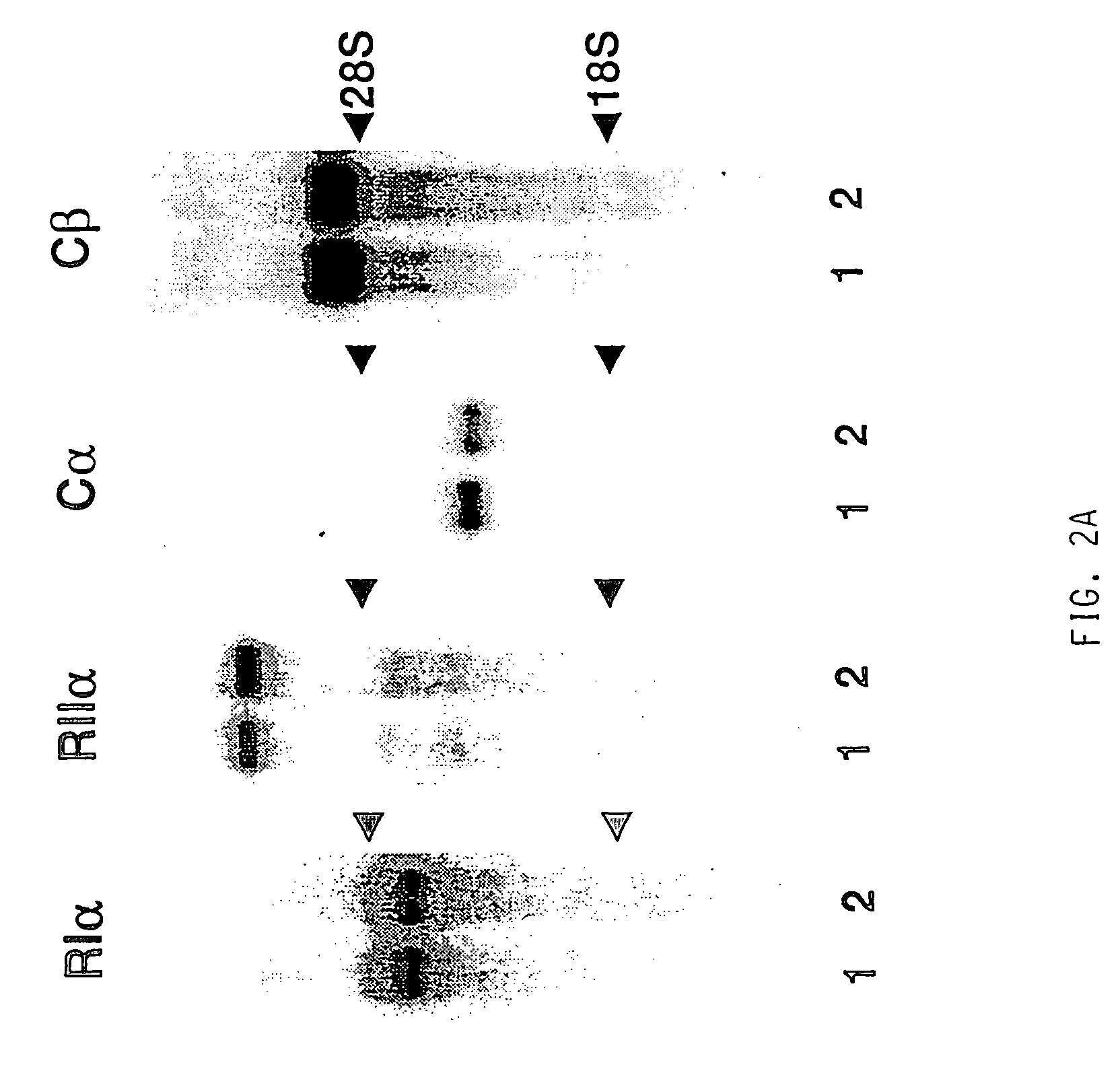 Use of immunomodulating agents