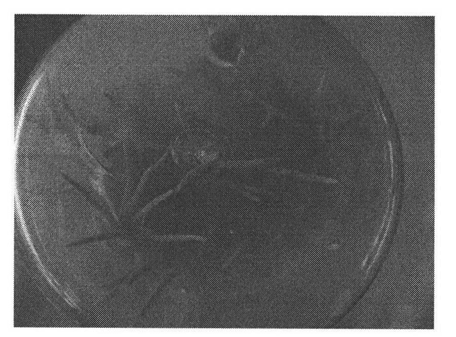 Method for culturing tissue of 'Zhongzhen No.1'