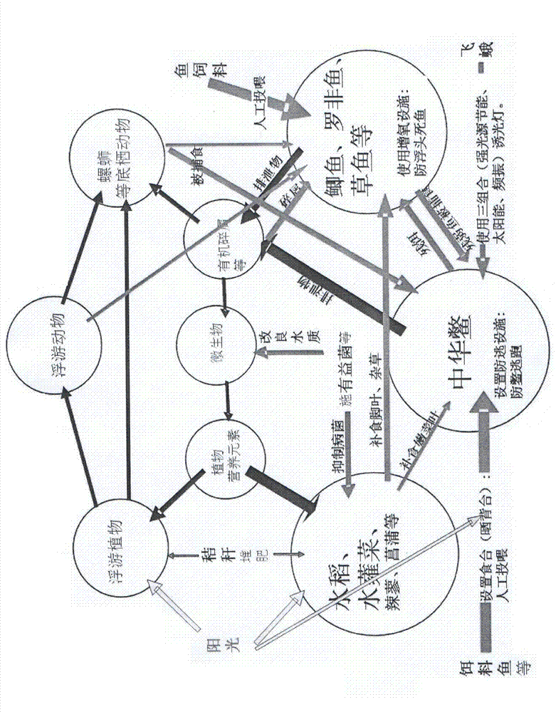 Ecological cycle production system of turtles, fishes, rice and vegetables