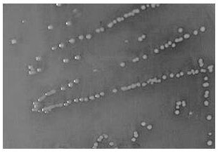 Pig-source lactobacillus mucosae and application thereof