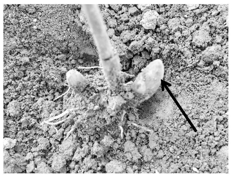 A year-round production method for peony chromosomes