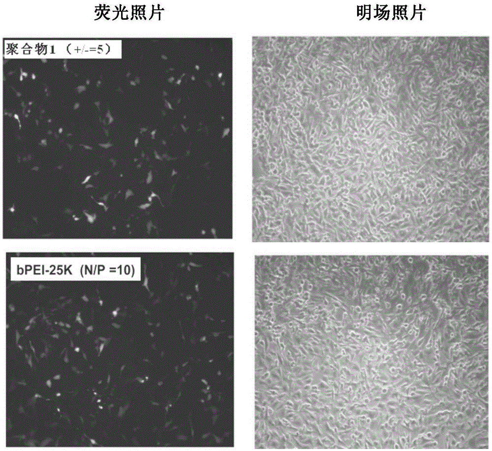 A kind of polymethacrylamide cationic polymer synergistically modified by side group natural arginine and lactobionic acid, preparation method and use