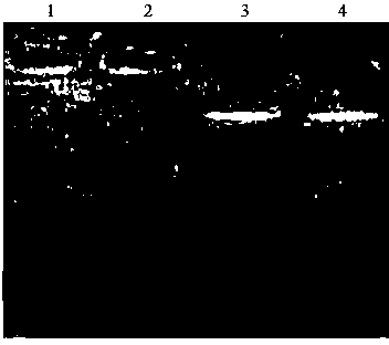 Changbai mount rhododendron chrysanthum pall genome DNA extraction method