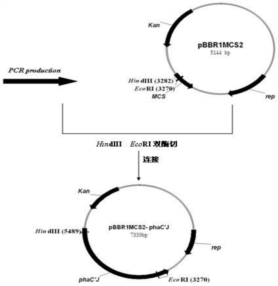 Method and application for constructing PHA synthase N-terminal deletion mutant