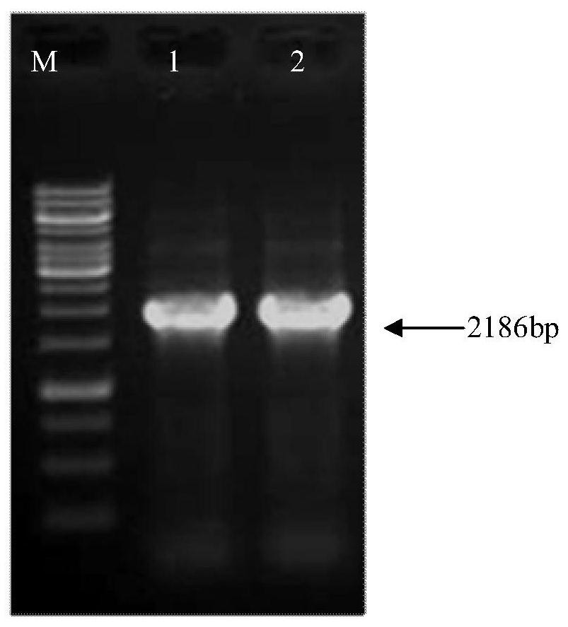 Method and application for constructing PHA synthase N-terminal deletion mutant