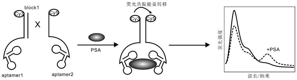 A fluorescence resonance energy transfer biosensor and its application