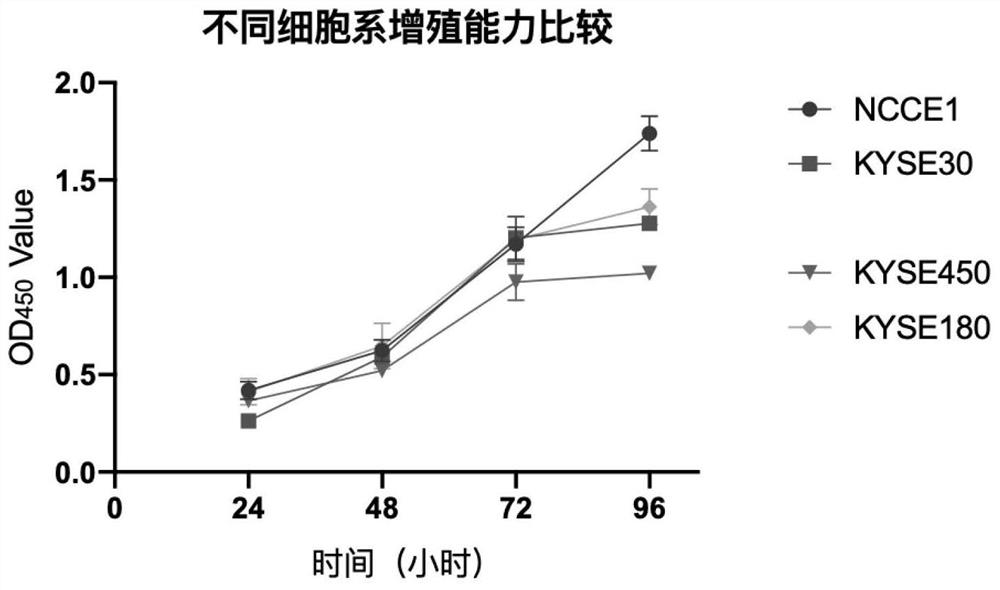 Human esophageal squamous carcinoma cell line NCCE1 as well as establishment method and application thereof