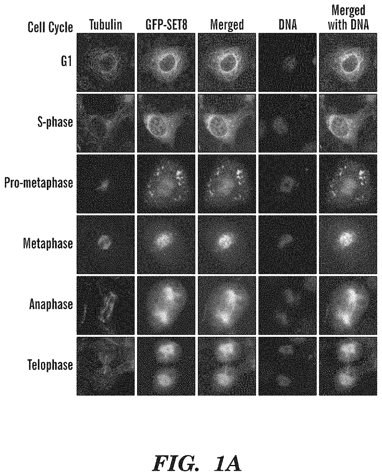 Late sv40 (LSF) inhibitors