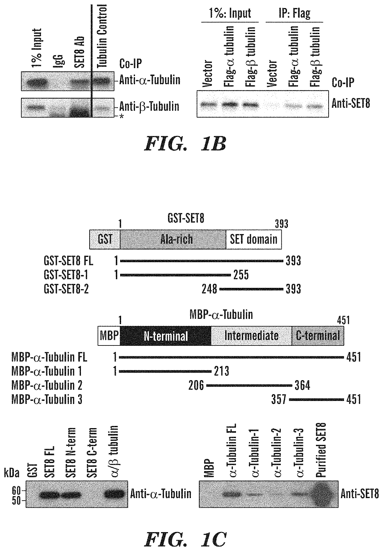 Late sv40 (LSF) inhibitors