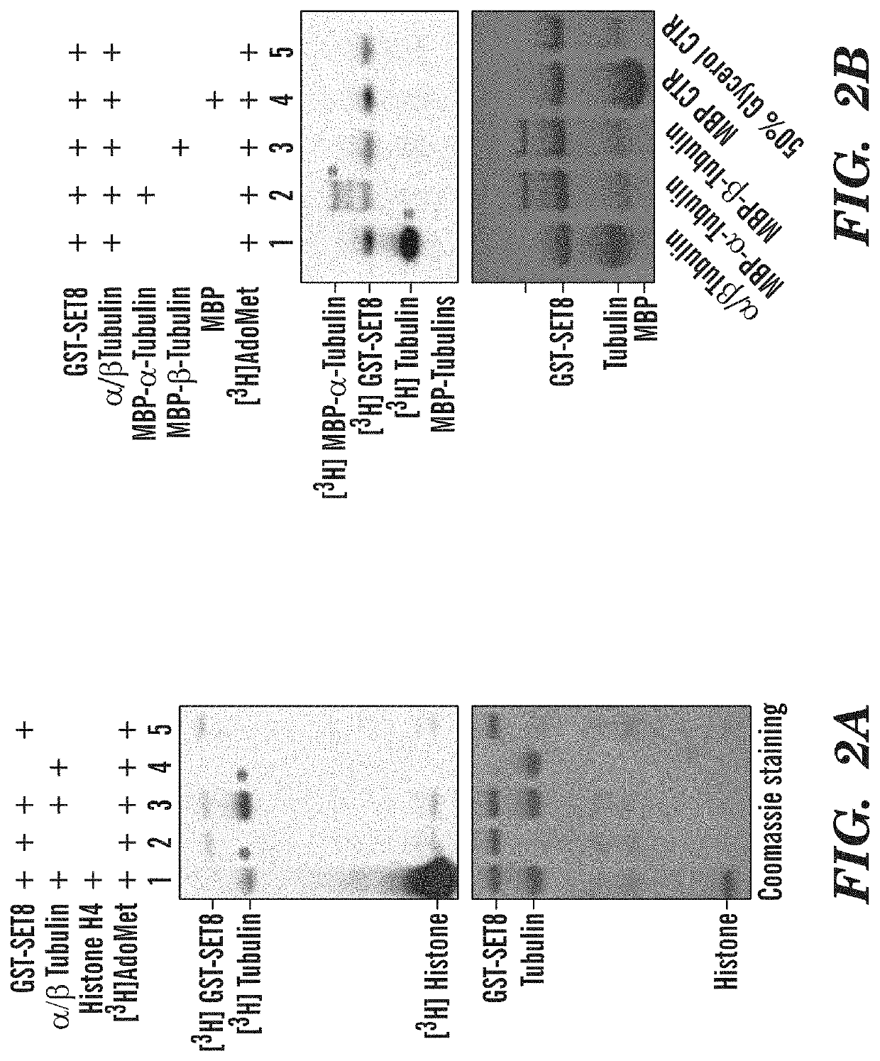 Late sv40 (LSF) inhibitors