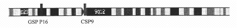 Human chromosome P16 gene detection kit and application thereof