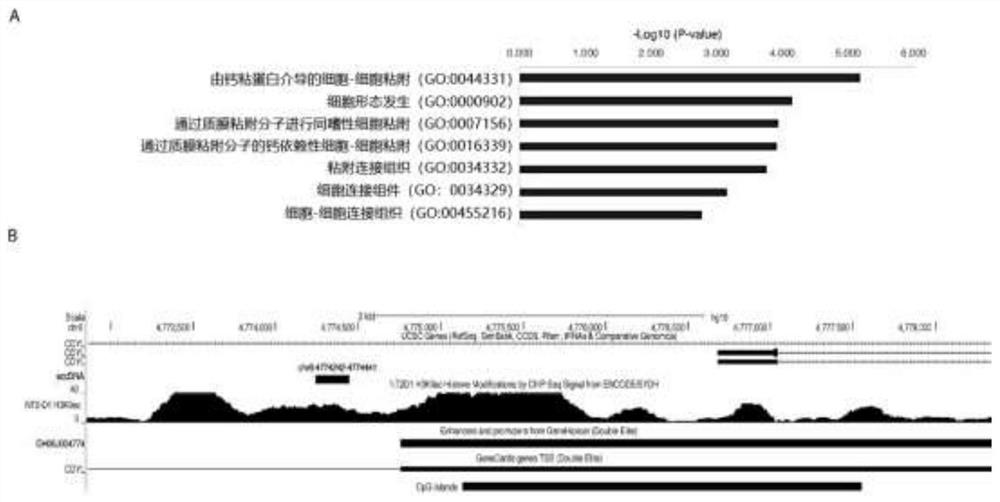 Myocardial infarction related chromosome outer circular DNA as well as screening method and application thereof