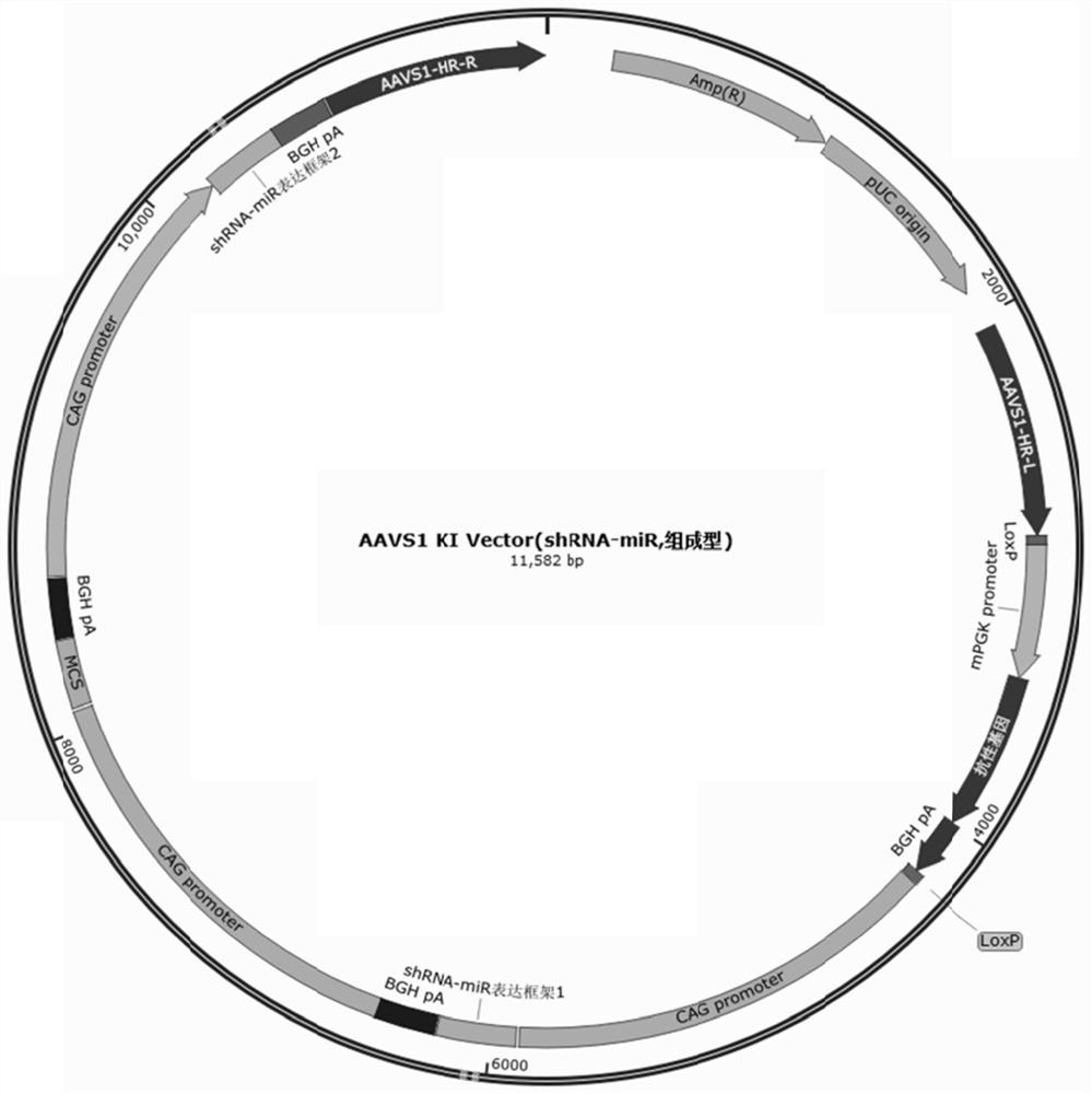 Pluripotent stem cells expressing shRNA/shRNA-miR targeting CTLA-4 or derivatives thereof