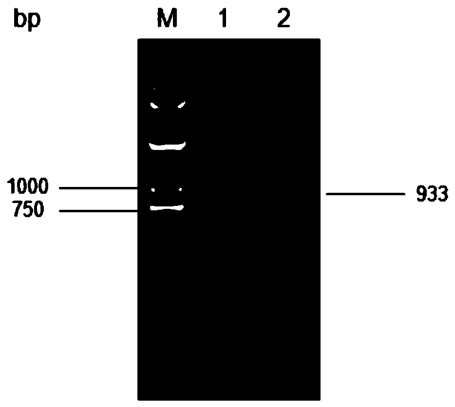 Preparation and application of ATM fusion protein for preventing infection of S. aureus and C. albicans