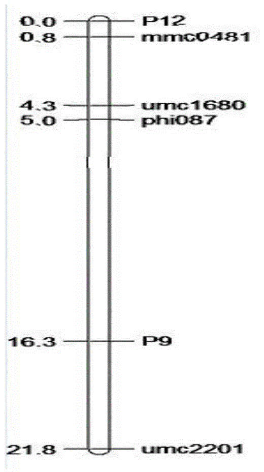 Molecular marker for regulating main effect QTL (quantitative trait loci) of hundred-grain weight of corn and application of molecular marker