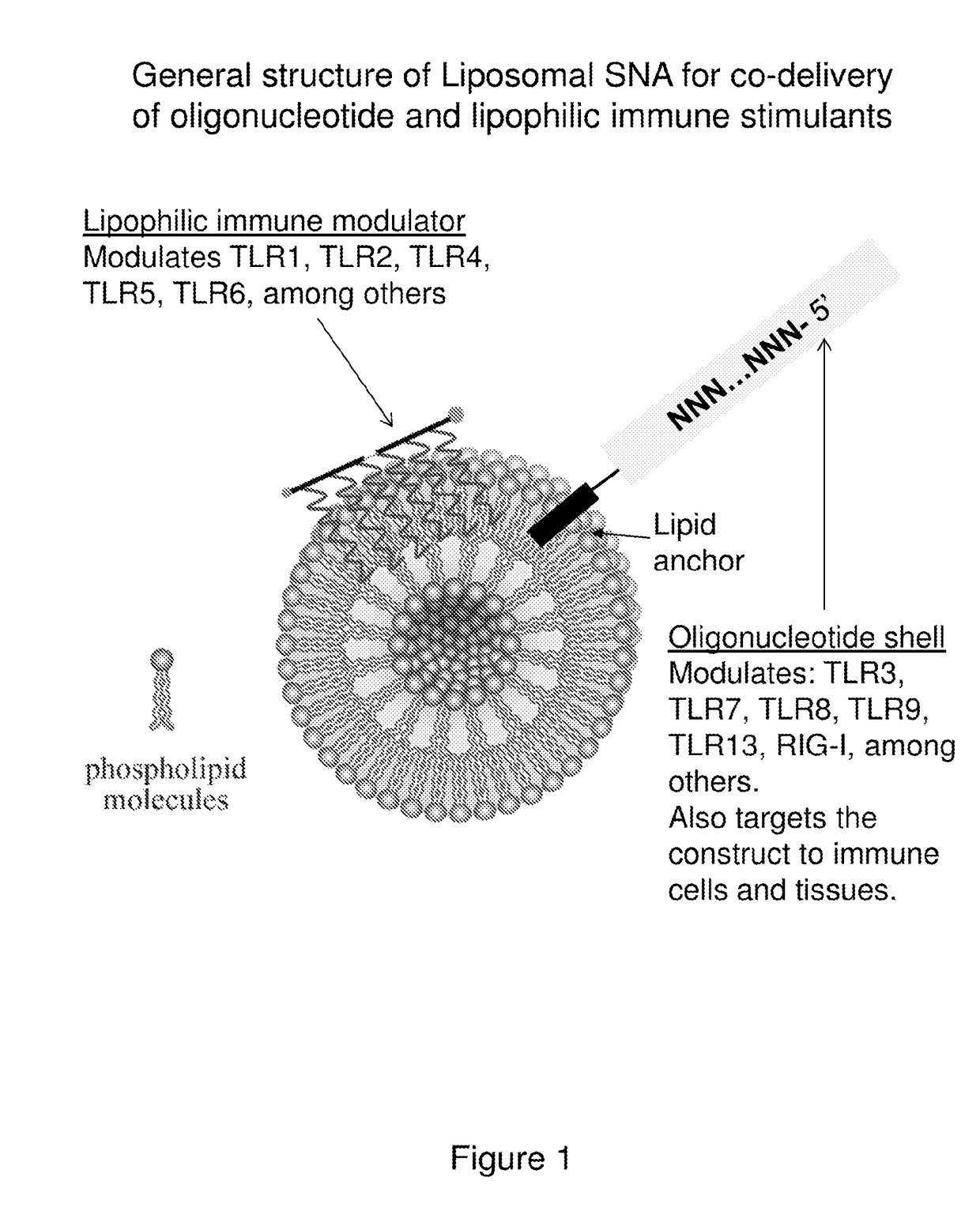 Multivalent delivery of immune modulators by liposomal spherical nucleic acids for prophylactic or therapeutic applications