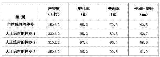 A kind of cultivation method of sea cucumber seed ginseng