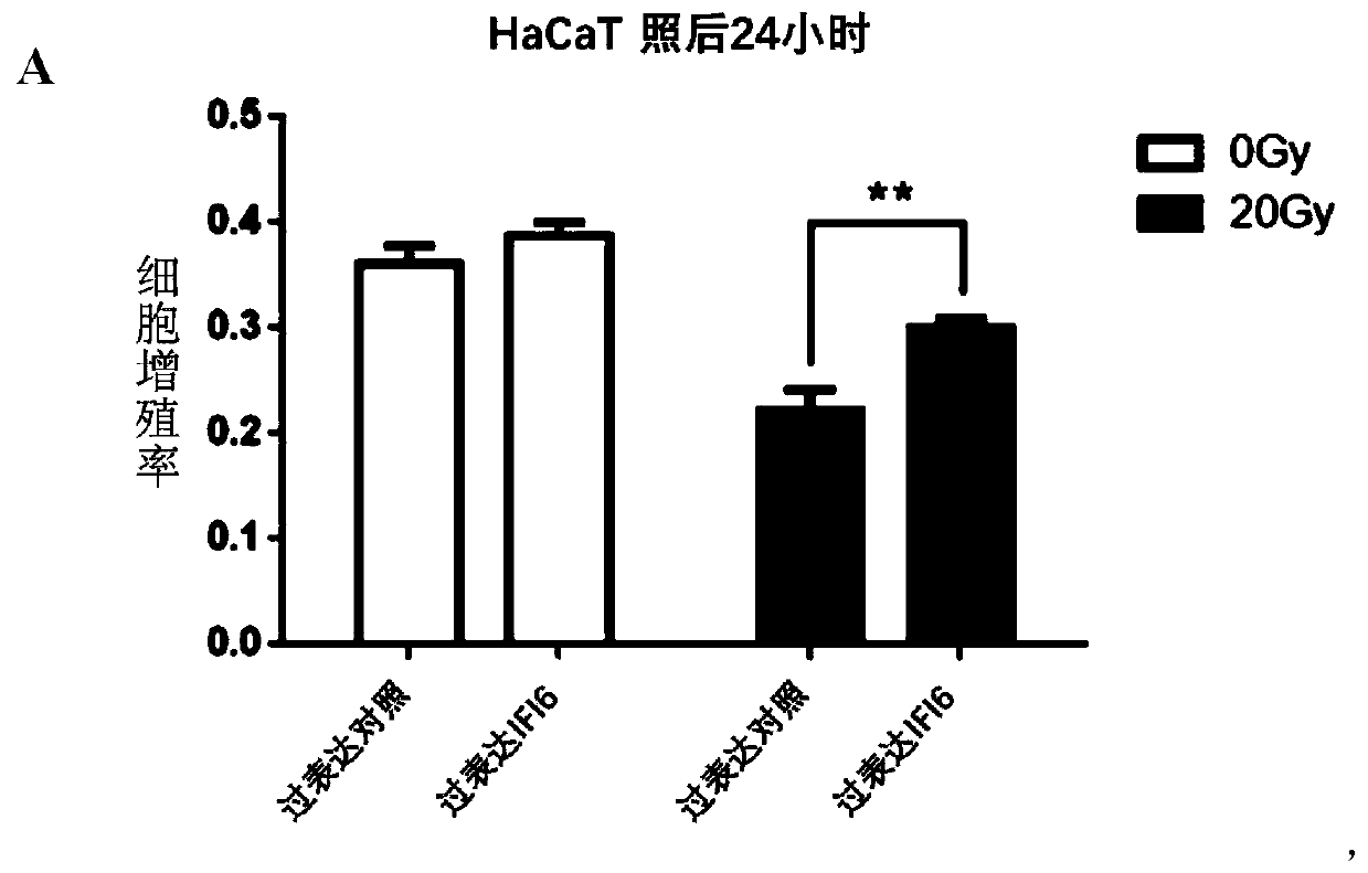 Application of interferon-induced protein 6 and medicine