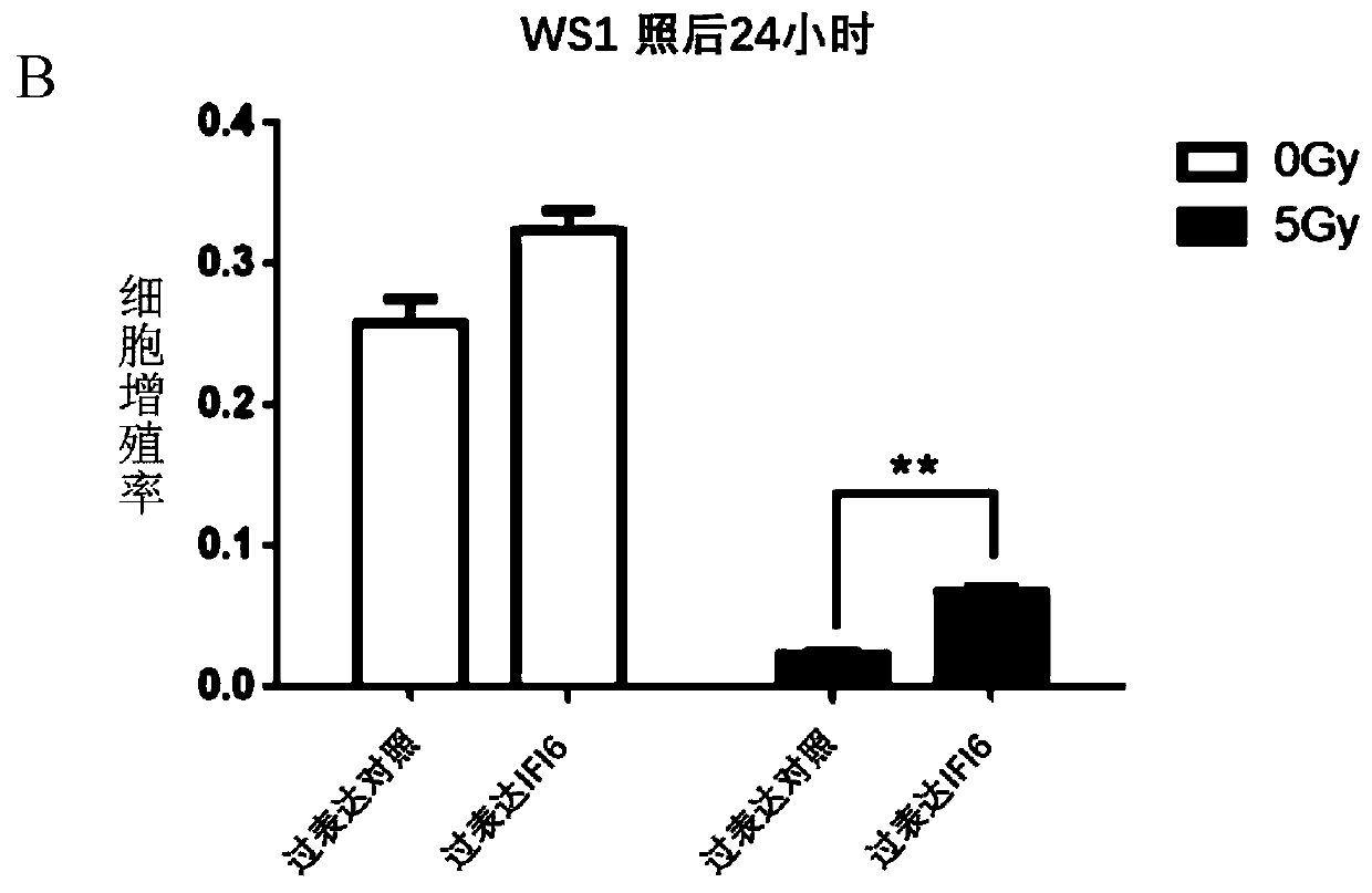 Application of interferon-induced protein 6 and medicine