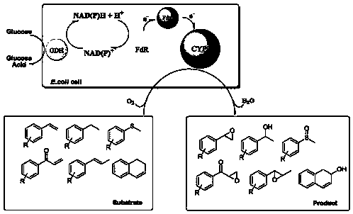 Function of a novel cytochrome p450 oxidase