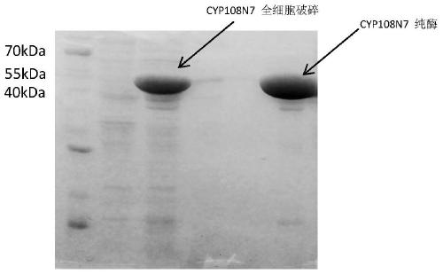 Function of a novel cytochrome p450 oxidase