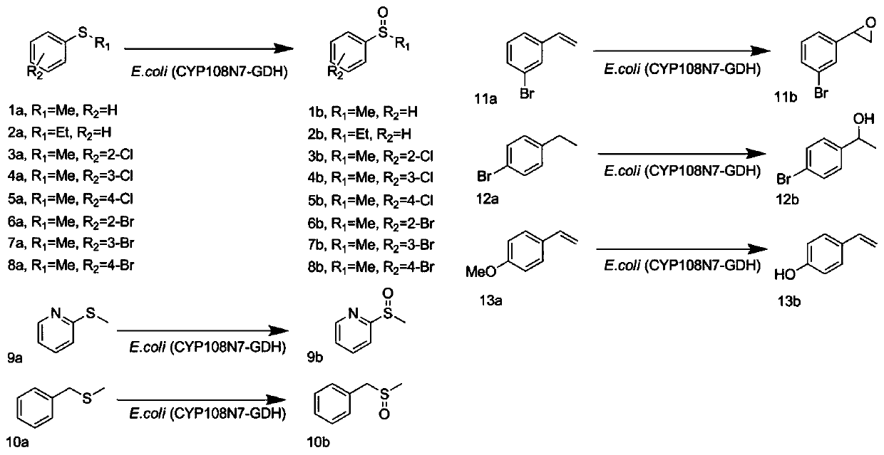 Function of a novel cytochrome p450 oxidase