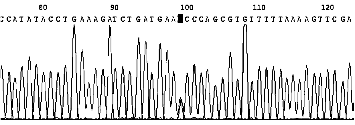 Fluorescence quantitative polymerase chain reaction (PCR) detection system for osteosarcoma gene screening, and application of fluorescence quantitative PCR detection system