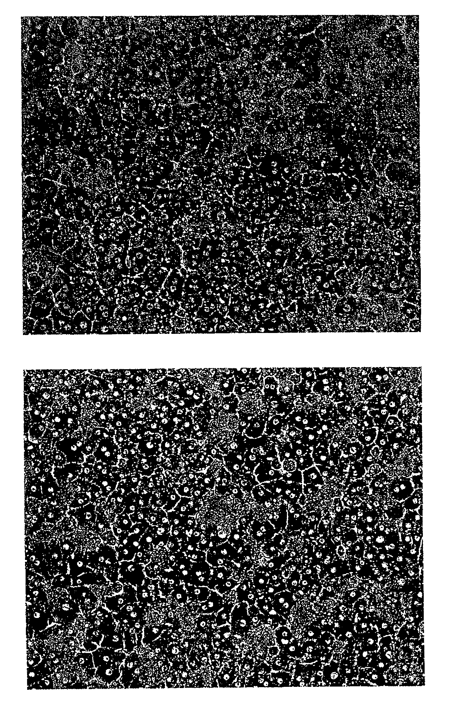 Cryopreservation of Hepatocytes