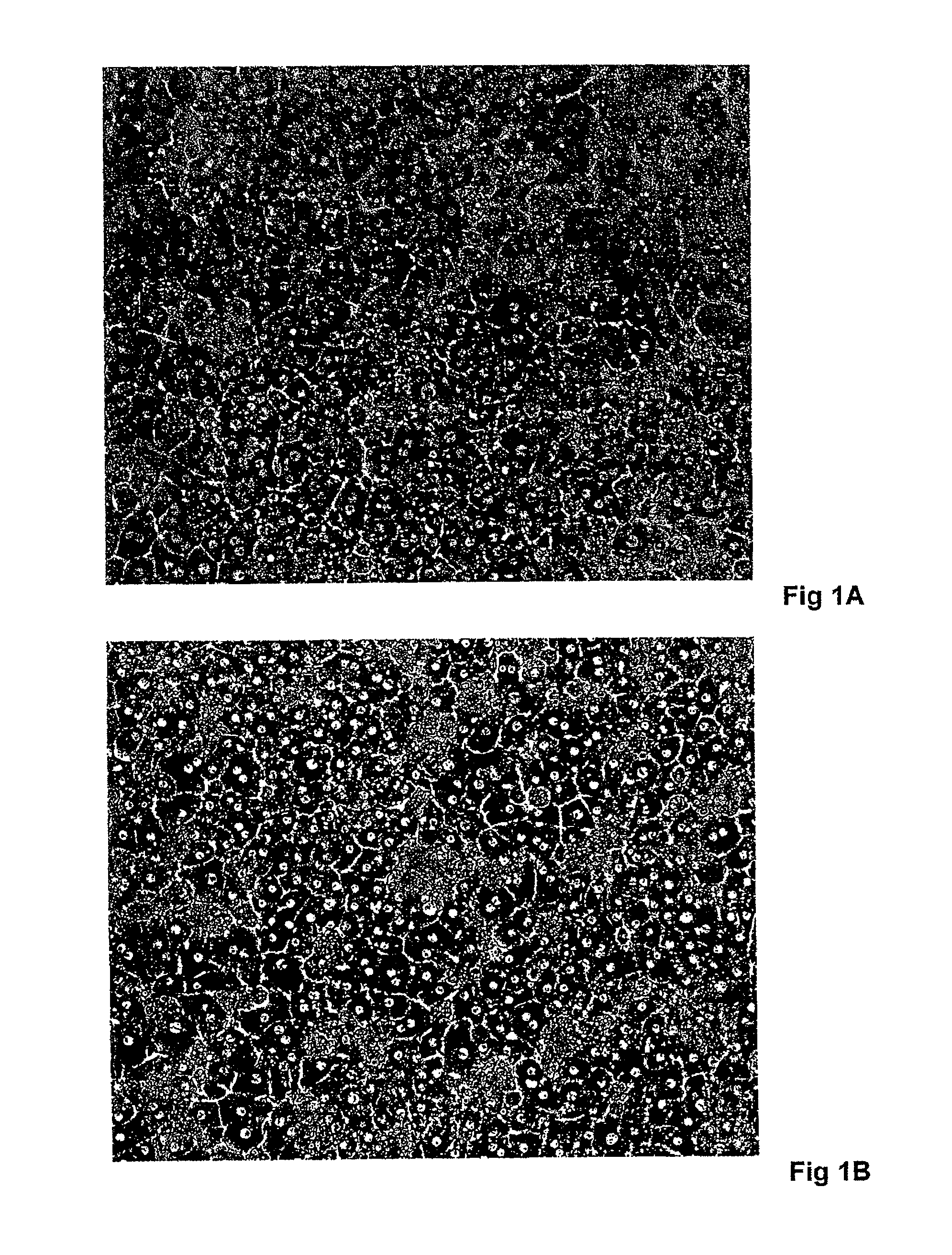 Cryopreservation of Hepatocytes