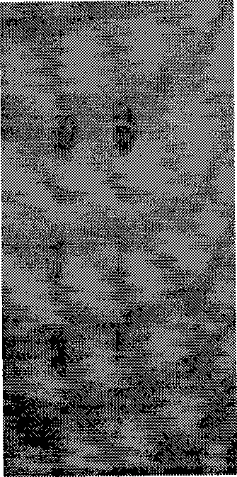 Stir-fried fructus gardenia dispensing granule as well as preparation method and quality control method thereof