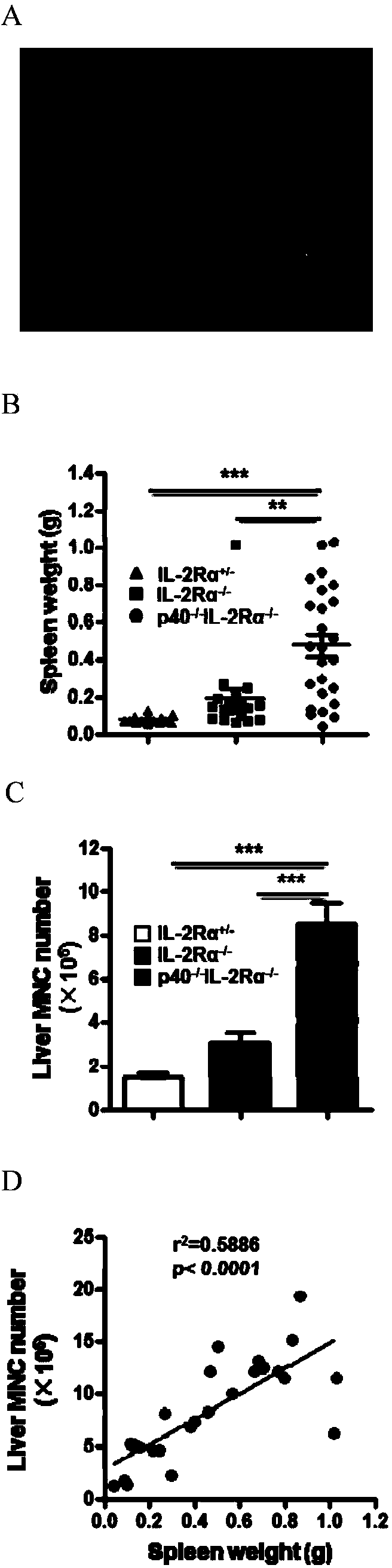 Method for breeding IL-12p40 (-/-) IL-2R alpha (-/-) mice used as hepatic fibrosis and primary biliary cirrhosis animal models