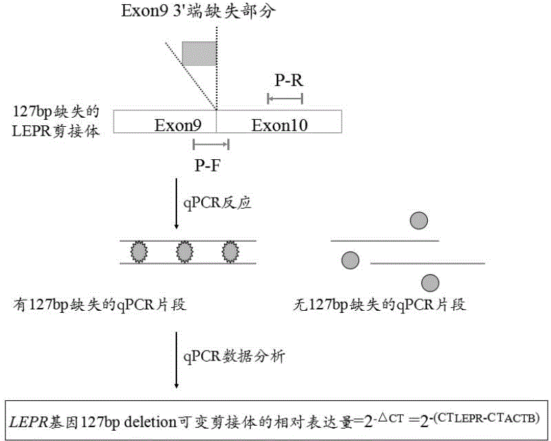 Primer and kit for detecting 127bp deletion variable spliceosome of LEPR gene and detecting method