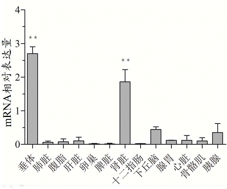 Primer and kit for detecting 127bp deletion variable spliceosome of LEPR gene and detecting method